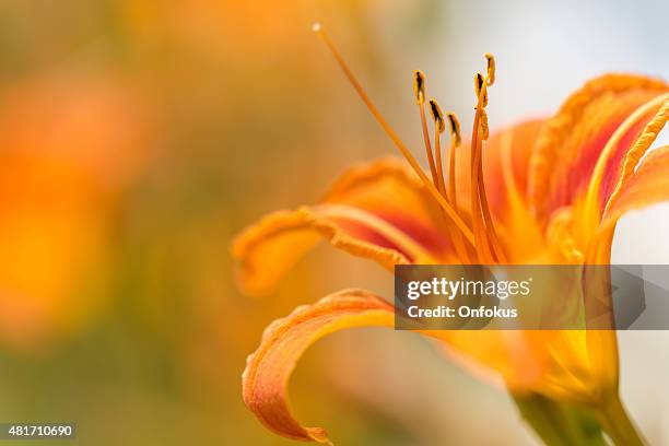 orange daylily nahaufnahme - taglilie stock-fotos und bilder