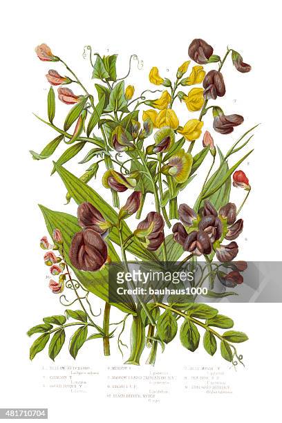 yellow and black bitter vetch and peas victorian botanical illustration - green pea stock illustrations