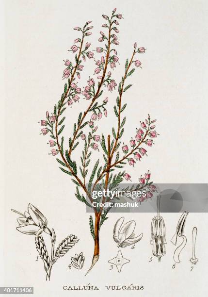 calluna vulgaris 19. jahrhundert botanical gravur - heather stock-grafiken, -clipart, -cartoons und -symbole