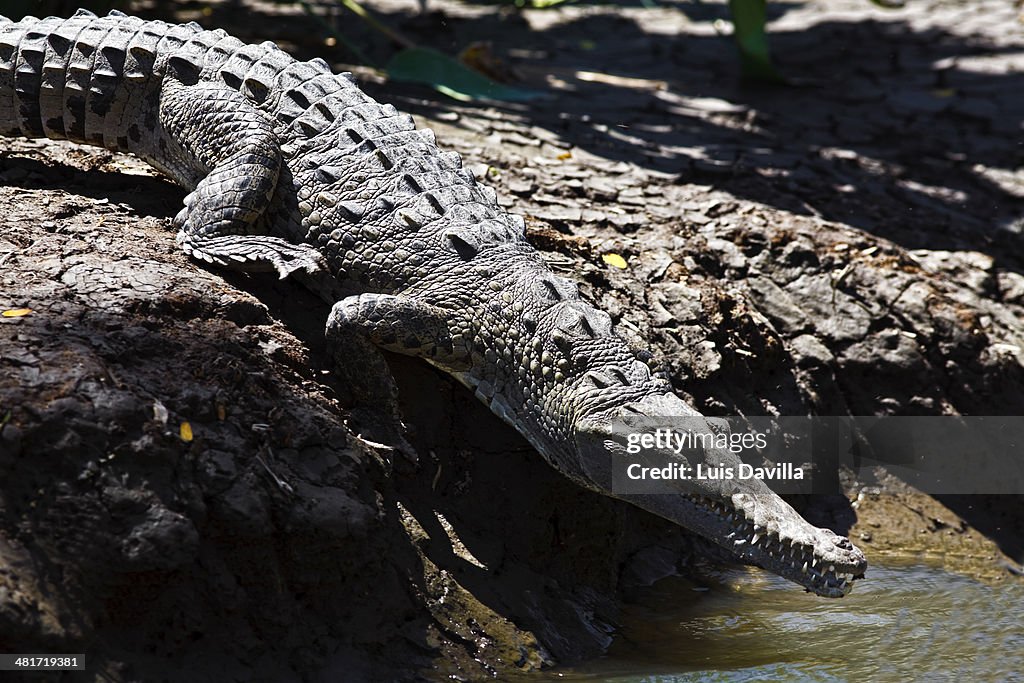 Caiman in parque natural palo verde