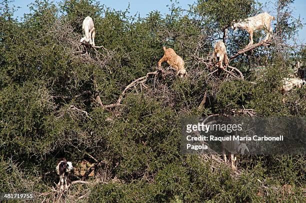 Goats on an Argan tree eating fruits near Essaouira.