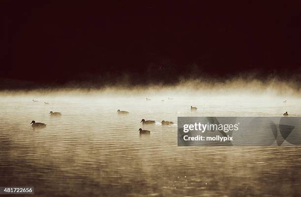 ducks silhouetted on a misty lake in sepia tone - mollypix stock pictures, royalty-free photos & images