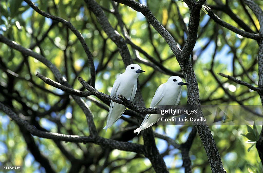 Bird island. Polynesia