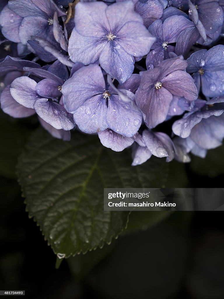 Hydrangea Flower