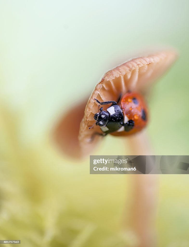 Ladybird