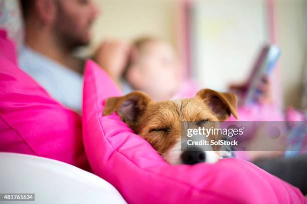 it's a dogs life - family on bed stock pictures, royalty-free photos & images