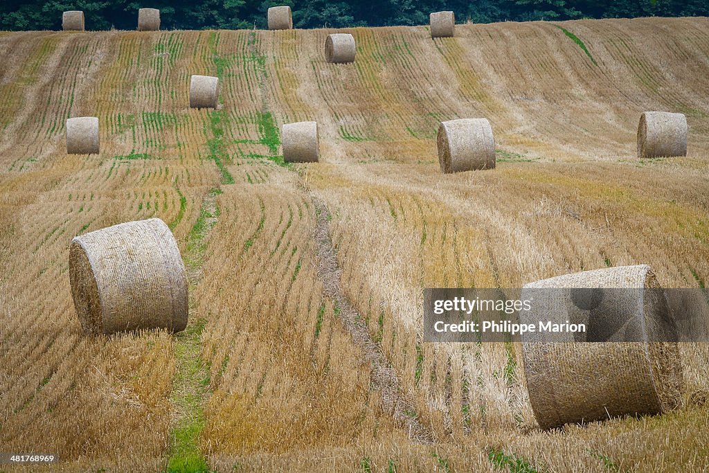Rolls of harvested hay near Argyle, Ontario