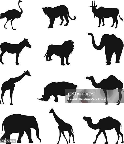 wild animals silhouette - desert safari stock illustrations