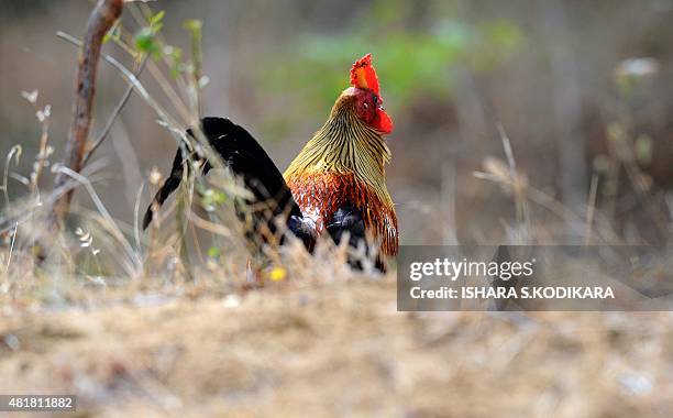 Ceylon junglefowl is pictured at the Yala National Park in the southern district of Yala some 250km southwest of Colombo on July 24, 2015. Yala...