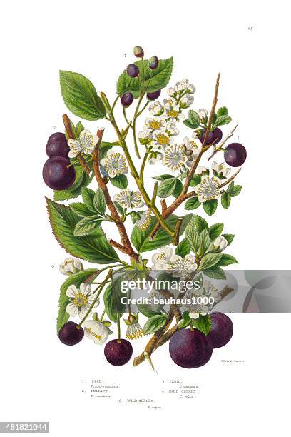 ilustraciones, imágenes clip art, dibujos animados e iconos de stock de plum, cherry, sloe y bullace victoriano ilustración botánicos - ciruelas