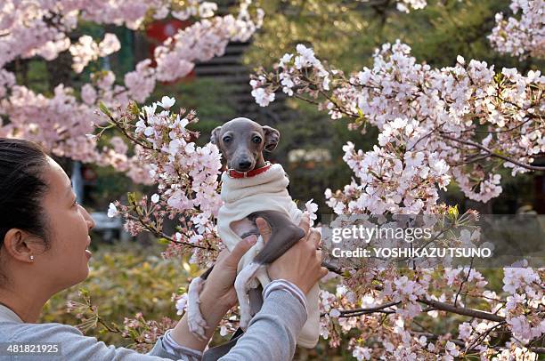 Woman holds up her dog next to a cherry blossom tree in full bloom in Tokyo on April 1, 2014. Viewing cherry blossoms is a national pastime and...