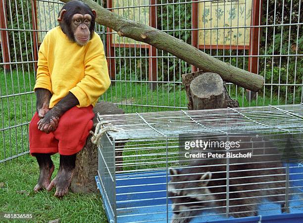 Affe und Waschbär, ZDF-Serie "Unser Charly", Folge 12, in Berlin, Deutschland.