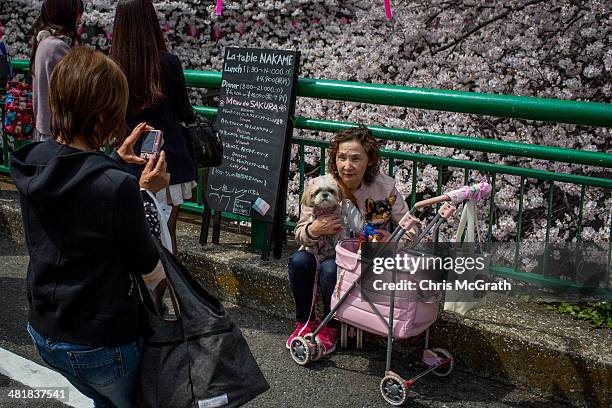 Woman poses with her dogs in front of cherry blossom trees in full bloom along the Meguro River, on April 1, 2014 in Tokyo, Japan. The Japanese...