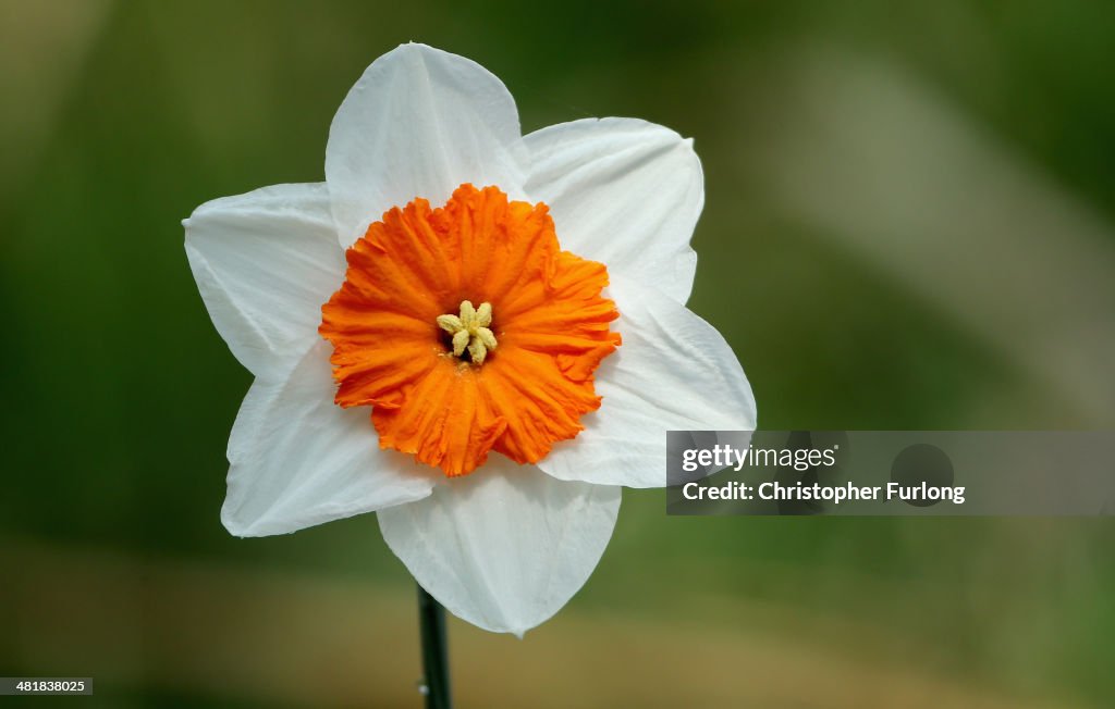 Daffodil Walk Opens For Charity