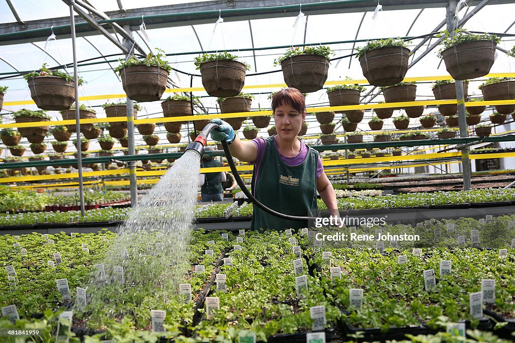 Lynn Tasca works in the greenhouse of Humber Nurseries. It is one of the few places to get a vision of spring