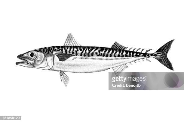 atlantic chub mackerel - mackerel stock illustrations