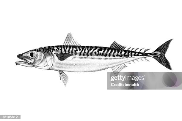 atlantic chub mackerel - chub mackerel stock illustrations