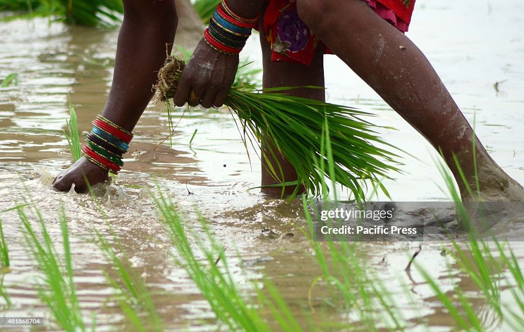 Indian women work in a paddy rice field on the outskirts of...