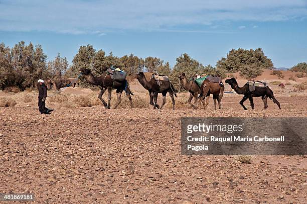 Berber man with camels dromedaries.