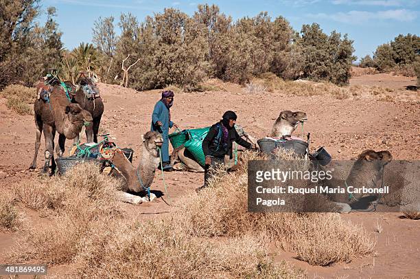 Berber men with camels dromedaries.