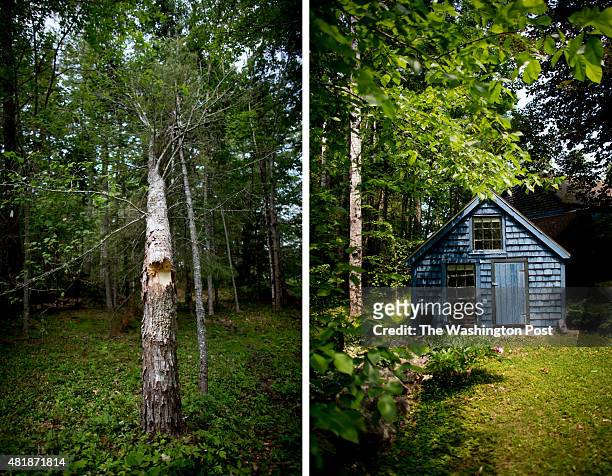 Fallen tree outside Alex Katz 's studio and a little blue house outside Alex Katz's home. Katz uses his everyday surroundings as inspiration for his...
