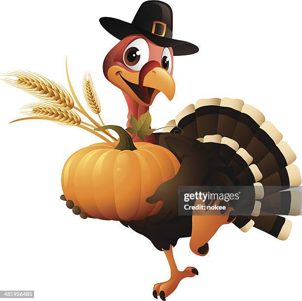 cartoon graphics of pilgrim turkey holding pumpkin and wheat - turkey bird funny stock illustrations