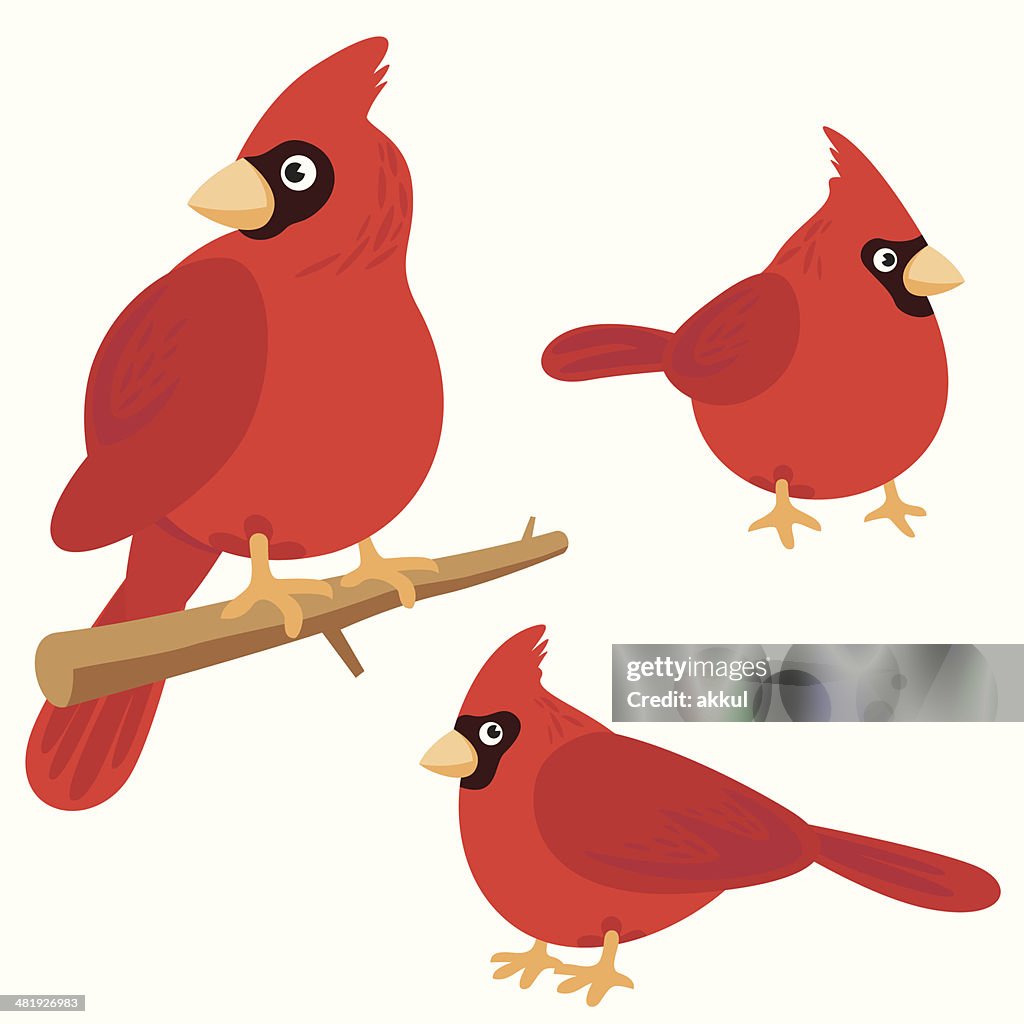 Cardinal Bird