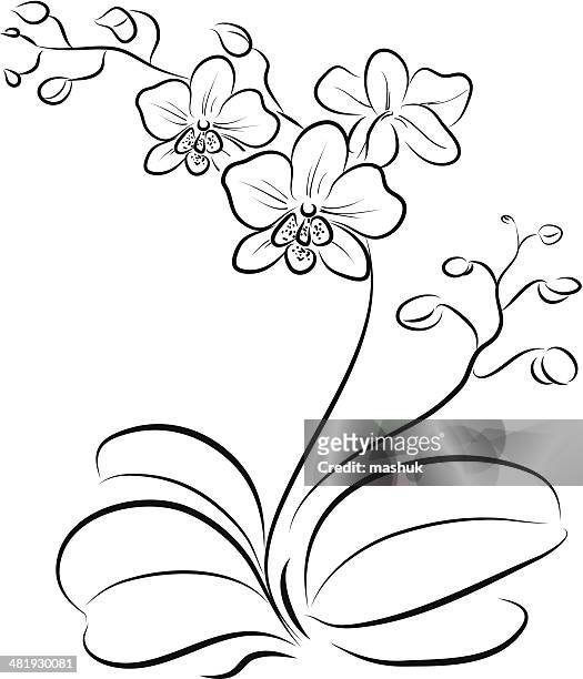 orchid - tropical flower stock illustrations