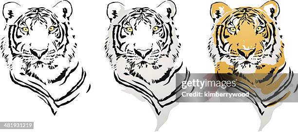 tiger - tiger image tattos stock illustrations