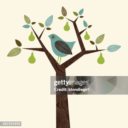 Partridge in a Pear Tree Partridge in a Pear Tree