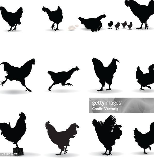 ilustraciones, imágenes clip art, dibujos animados e iconos de stock de silueta de pollo - gallito