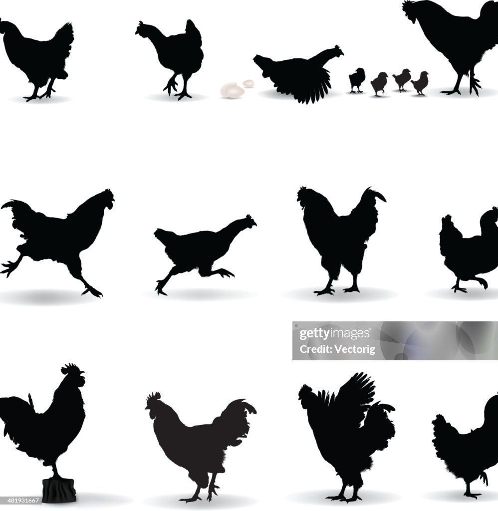 Chicken Silhouette