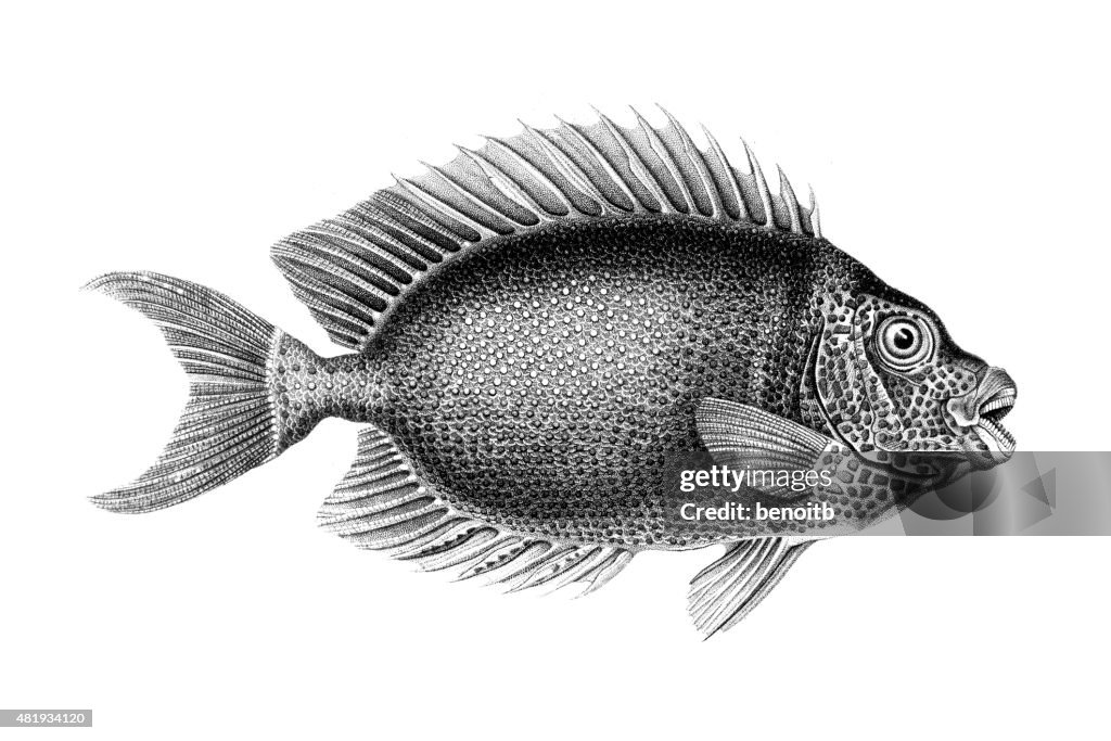 Blau gepunktet spinefoot