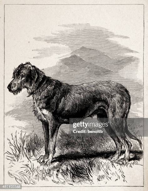 illustrazioni stock, clip art, cartoni animati e icone di tendenza di levriero irlandese - irish wolfhound