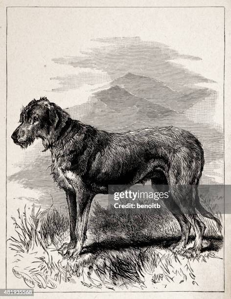 bildbanksillustrationer, clip art samt tecknat material och ikoner med irish wolfhound - irish wolfhound