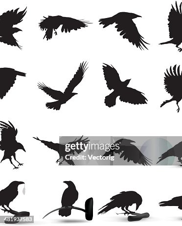 2 313点のカラスイラスト素材 Getty Images 2 313点のカラスイラスト素材 Getty Images