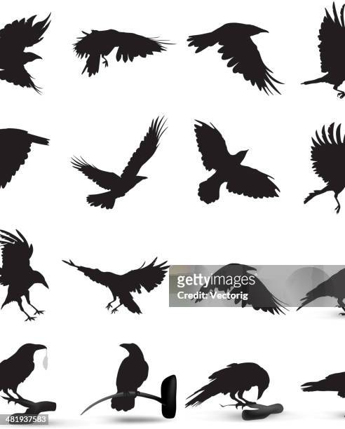 ilustrações de stock, clip art, desenhos animados e ícones de corvo silhueta - corvo pássaro