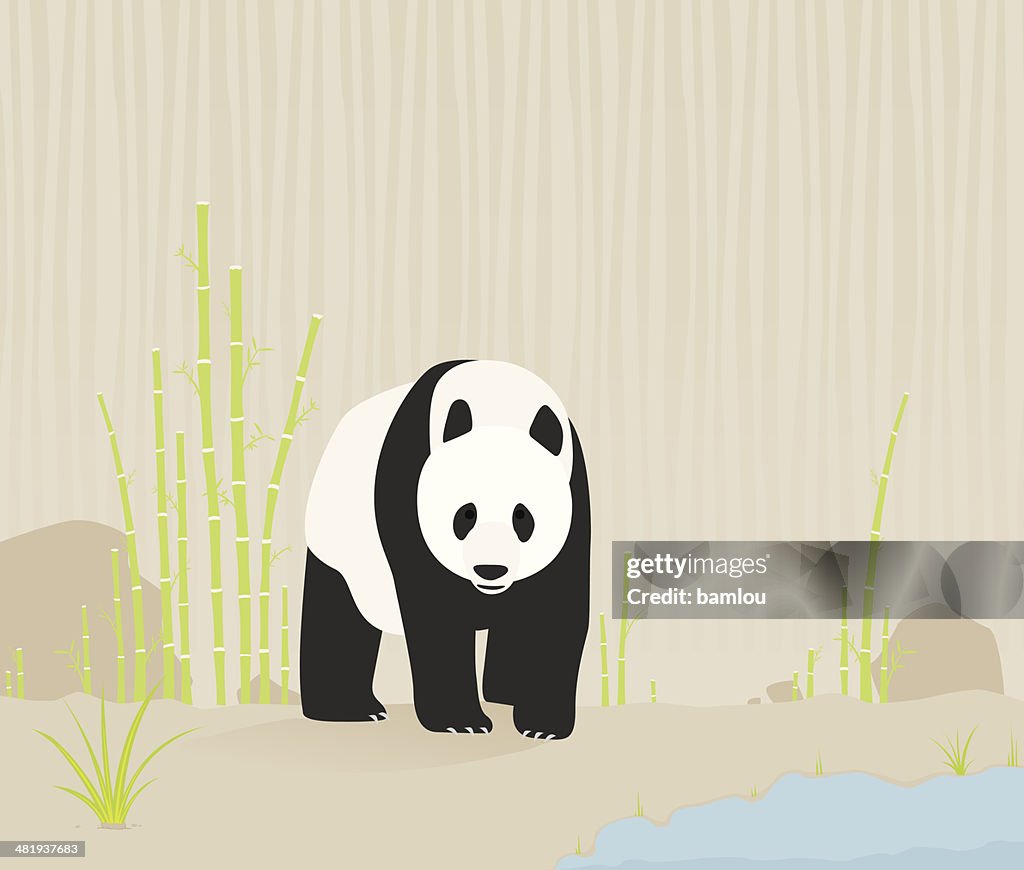 Panda in der Natur