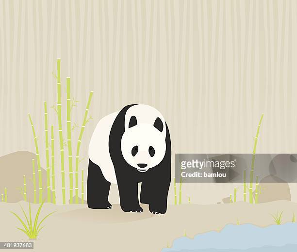  Ilustraciones de Oso Panda - Getty Images