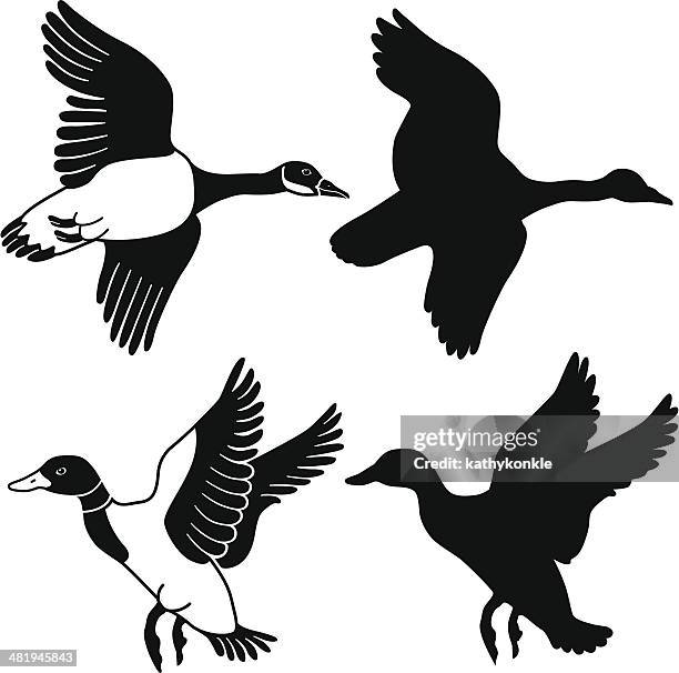 stockillustraties, clipart, cartoons en iconen met flying goose and duck - ducks