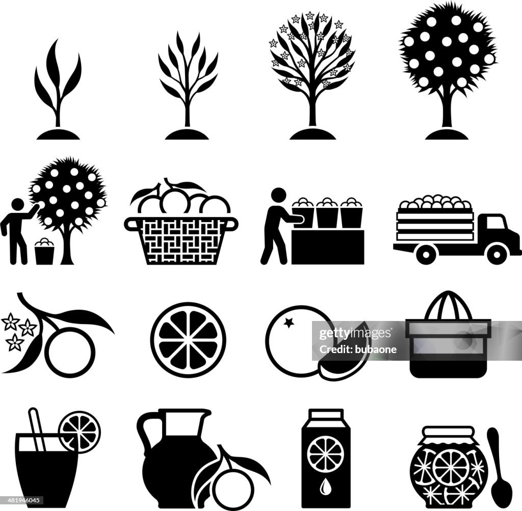 Orange Tree Growing and organic farming black & white icons
