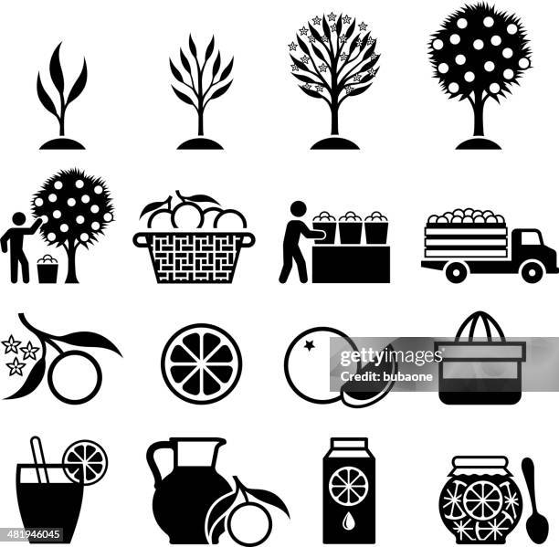 orange tree growing and organic farming black & white icons - fruit icon stock illustrations