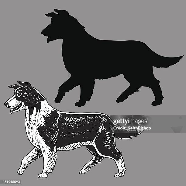 105点のボーダーコリーイラスト素材 Getty Images 105点のボーダーコリーイラスト素材 Getty Images