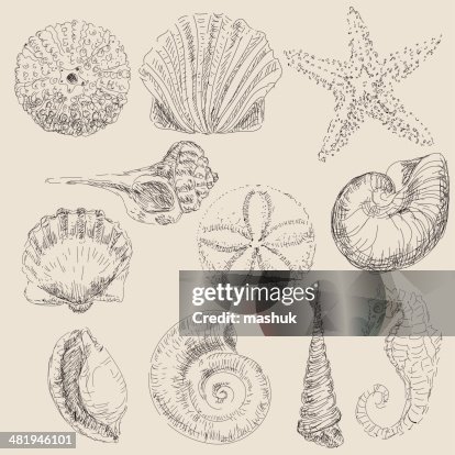 Shell Shell