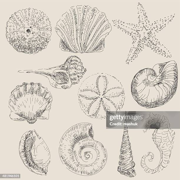 shell - viele gegenstände stock-grafiken, -clipart, -cartoons und -symbole