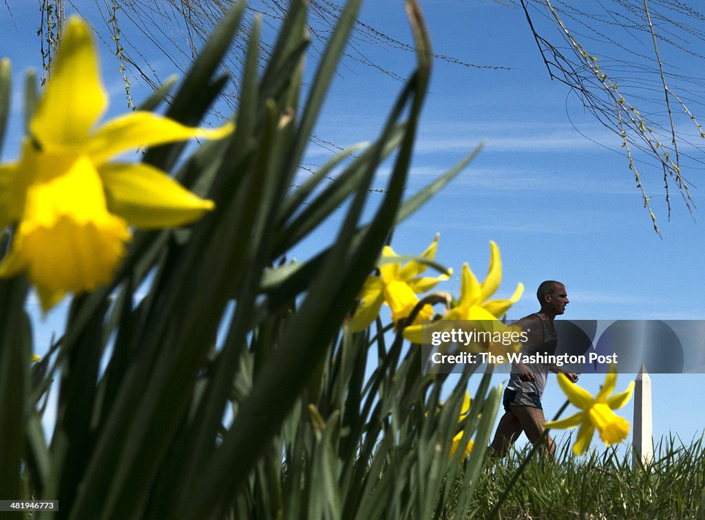 Spring Flowers Opening In DC Metro Area