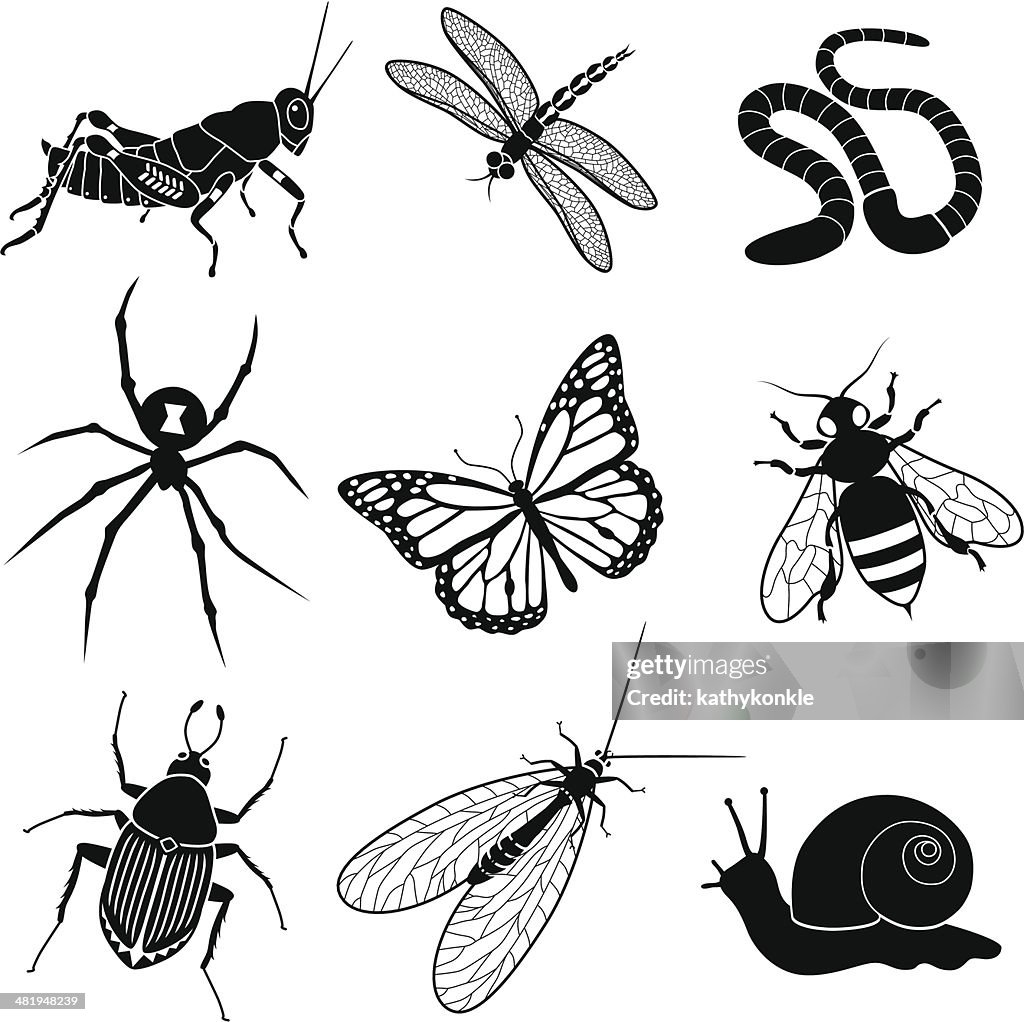 Garden insects and creatures