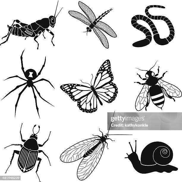 garden insects and creatures - grasshopper stock illustrations