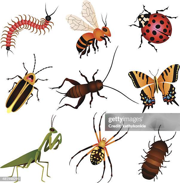 bildbanksillustrationer, clip art samt tecknat material och ikoner med garden insects and creatures - syrsa insekt