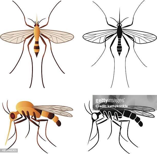ilustraciones, imágenes clip art, dibujos animados e iconos de stock de mosquito - mosquito